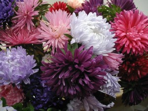 Aster perene, plantare anuală și îngrijire, reproducere, transplant, tăiere, specie, soiuri, fotografie