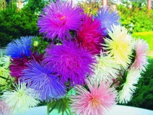 Aster perene, plantare anuală și îngrijire, reproducere, transplant, tăiere, specie, soiuri, fotografie