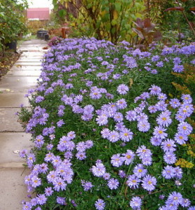 Aster évelő, egynyári növények és gondozás, szorzás, átültetés metszés, faj, fajta, fotó