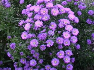 Aster perene, plantare anuală și îngrijire, reproducere, transplant, tăiere, specie, soiuri, fotografie