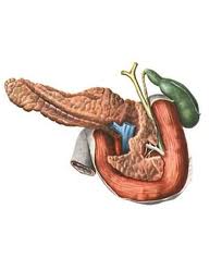 Ayurveda cu pancreatită, tratamentul pancreasului