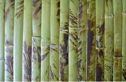 Bamboo tapet în interior 25 de fotografii frumoase de fundaluri de bambus