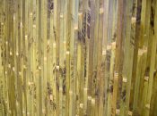 Бамбукові шпалери в інтер'єрі 25 красивих фото бамбукових шпалер