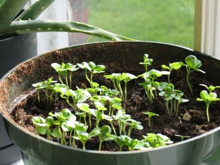 Vasile pe balcon 3 variante de cultivare