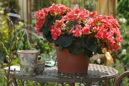 Begonia - засаждане, отглеждане и съвети грижи у дома