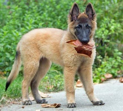 Belgian Shepherd Tervuren fotografie și descrierea rasei, recenzii de proprietar