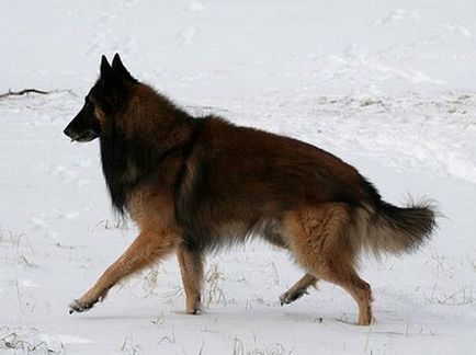 Belga juhászkutya Tervueren tenyészet fotó és leírás, vélemények tulajdonosok