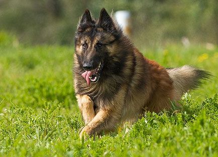 Belgian Shepherd Tervuren fotografie și descrierea rasei, recenzii de proprietar