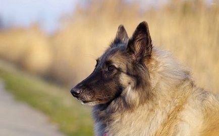 Belgian Shepherd Tervuren fotografie și descrierea rasei, recenzii de proprietar