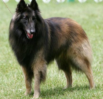 Statuia belgiană a Shepherd-ului, culoarea, natura și caracteristicile conținutului (foto)