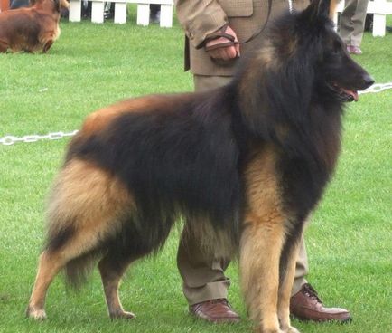 Statuia belgiană a Shepherd-ului, culoarea, natura și caracteristicile conținutului (foto)