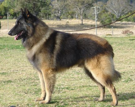 Statuia belgiană a Shepherd-ului, culoarea, natura și caracteristicile conținutului (foto)