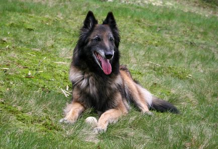 Statuia belgiană a Shepherd-ului, culoarea, natura și caracteristicile conținutului (foto)