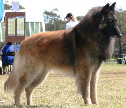 Statuia belgiană a Shepherd-ului, culoarea, natura și caracteristicile conținutului (foto)