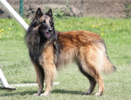 Statuia belgiană a Shepherd-ului, culoarea, natura și caracteristicile conținutului (foto)