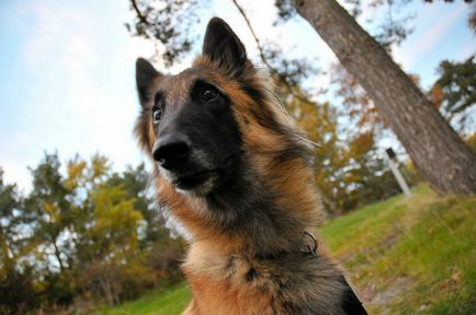 Statuia belgiană a Shepherd-ului, culoarea, natura și caracteristicile conținutului (foto)