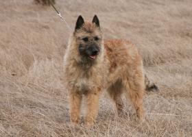 Descrierea rasei de câini de la Shepherd Tervuren