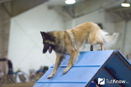 Descrierea rasei de câini de la Shepherd Tervuren