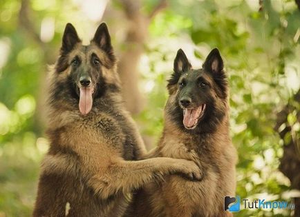 Belga juhászkutya Tervueren kutyafajta leírása