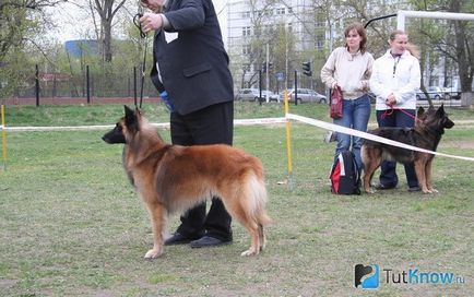 Descrierea rasei de câini de la Shepherd Tervuren