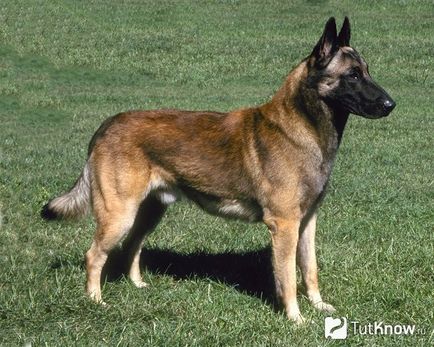 Descrierea rasei de câini de la Shepherd Tervuren