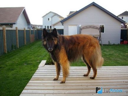 Descrierea rasei de câini de la Shepherd Tervuren