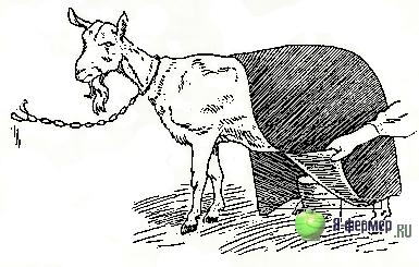 Sarcina și mângâierea caprei, pagina 2