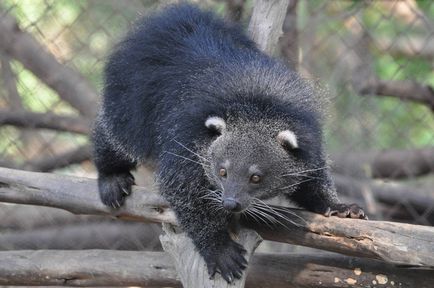 Binturong - urșii fermecători de pisici