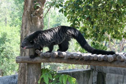 Binturong - urșii fermecători de pisici