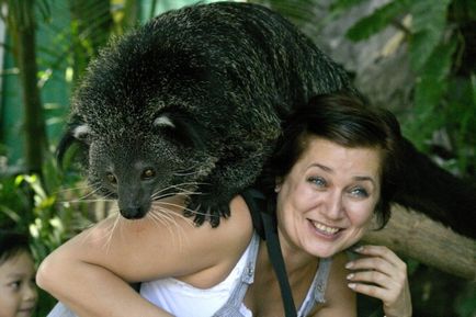 Binturong - bájos macska medve (medve) Binturong - bájos macska medve