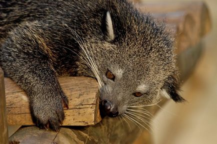 Binturong - urșii fermecători de pisici