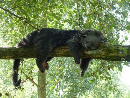 Binturong - bájos macska Bears (Binturong) Binturong - bájos macska medve