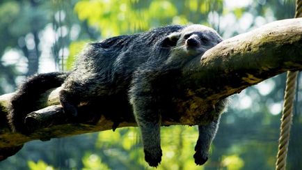 Binturong - bájos macska Bears (Binturong) Binturong - bájos macska medve