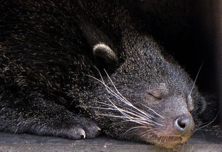 Binturong - urșii fermecători de pisici