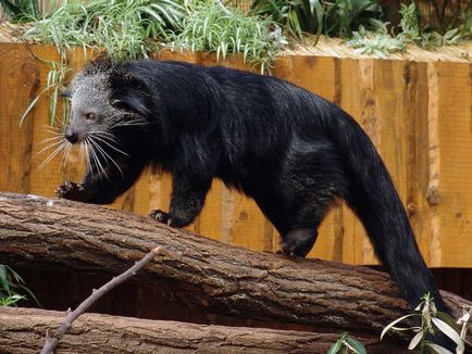 Binturong - bájos macska Bears (cat) Binturong - bájos macska medve