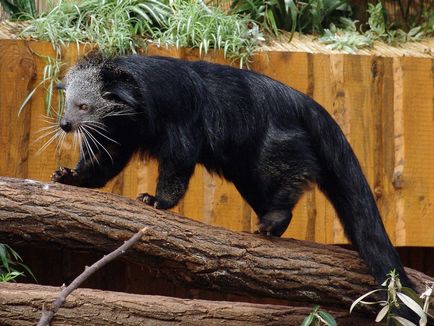 Binturong - urșii fermecători de pisici