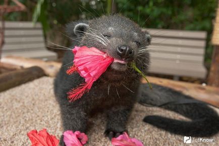 Binturong - urșii fermecători de pisici