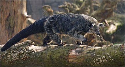 Binturong - urșii fermecători de pisici