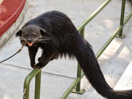 Binturong - urșii fermecători de pisici