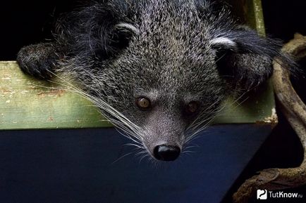 Binturong - bájos macska medve (medve) Binturong - bájos macska medve