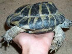 Boli ale țestoaselor și tratamentul lor