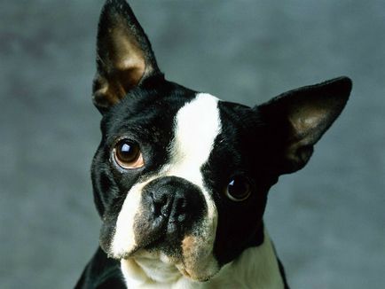 Istoria bostonului terrier, standard, natură și îngrijire (fotografie)