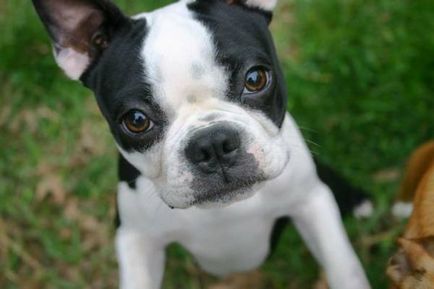 Istoria bostonului terrier, standard, natură și îngrijire (fotografie)