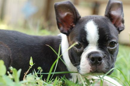 Istoria bostonului terrier, standard, natură și îngrijire (fotografie)