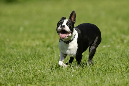 Istoria bostonului terrier, standard, natură și îngrijire (fotografie)