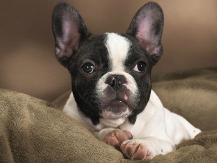 Istoria bostonului terrier, standard, natură și îngrijire (fotografie)