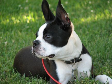 Istoria bostonului terrier, standard, natură și îngrijire (fotografie)