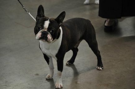 Istoria bostonului terrier, standard, natură și îngrijire (fotografie)