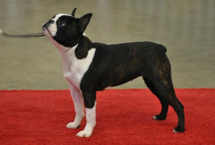 Istoria bostonului terrier, standard, natură și îngrijire (fotografie)