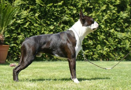 Istoria bostonului terrier, standard, natură și îngrijire (fotografie)